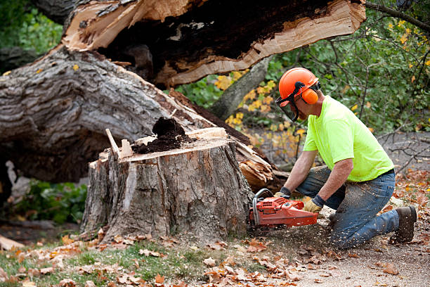 Best Tree Branch Trimming  in Amesti, CA